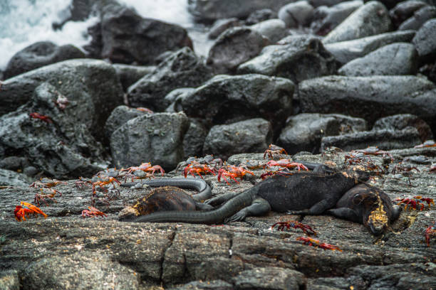 istock Galapagos Crabs and Iguanas 1133388192
