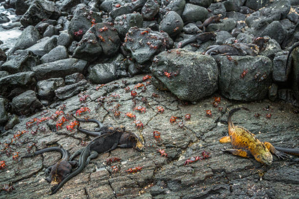 istock Galapagos Crabs and Iguanas 1133388258