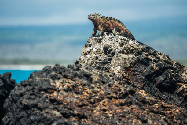 istock Marine Iguana in Isabela Island 1133388366