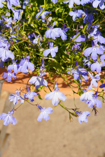 istock Violet blue lobelia erinus flowers in pot vertical 1133388389