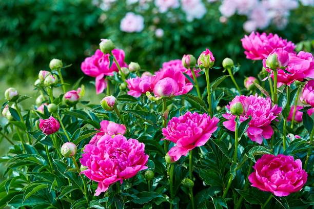 Pink red sunny peony flowers in botanical garden in spring in Moscow Pink red sunny peony flowers in botanical garden in spring peonies stock pictures, royalty-free photos & images