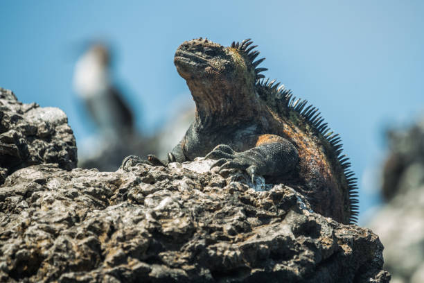 istock Marine Iguana in Isabela Island 1133388413