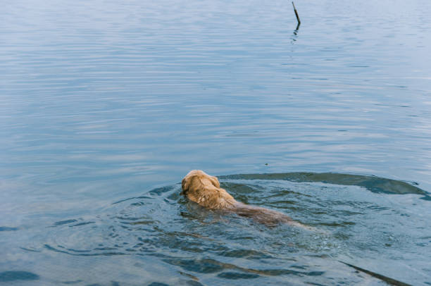 istock Golden Retriever in lake 1133388445