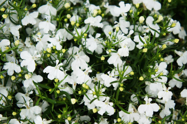 Lobelia erinus riviera white flowers background
