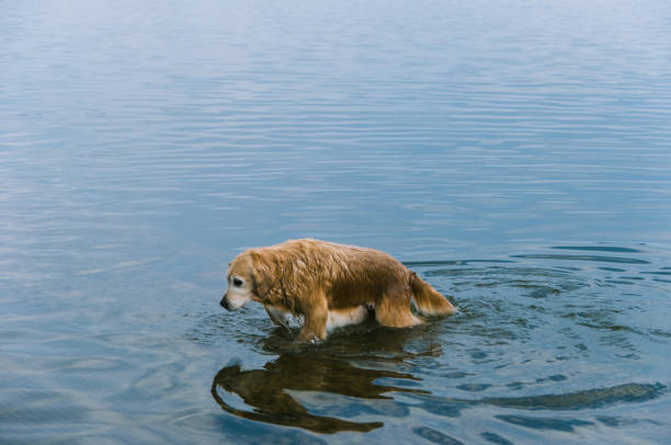 istock Golden Retriever in lake 1133388591