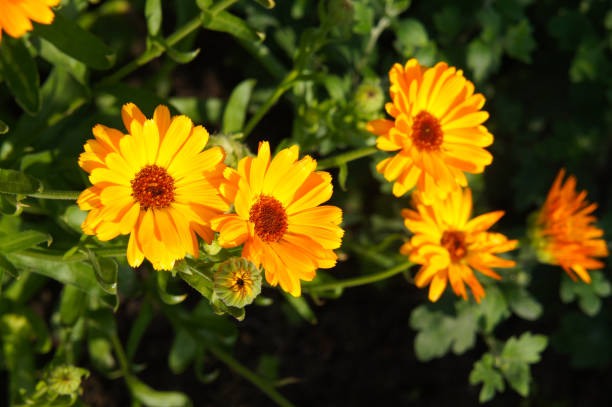 istock Calendula officinalis or pot marigold orange flowers 1133388750