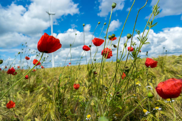 Poppy Field in Summer