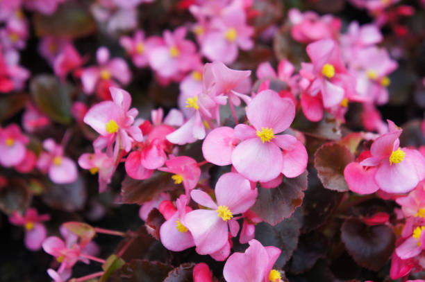istock Begonia semperflorens cultorum pink flowers 1133388839