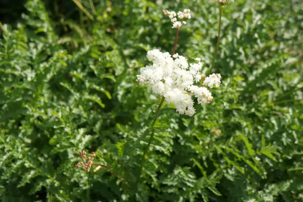Filipendula vulgaris plena 
or fern-leaf dropwort white flowers with green background