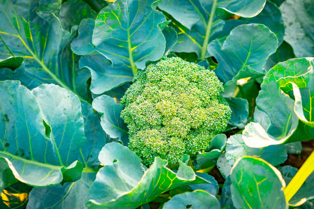 istock Organic broccoli vegetable plant farm agriculture 1133391254