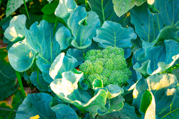 Organic broccoli vegetable plant farm agriculture