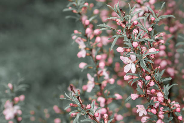 peach blossom