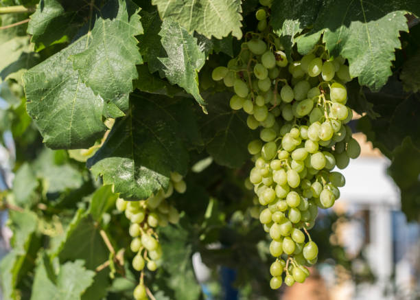 istock White grapes hanging on a bush in a sunny beautiful day 1133392483
