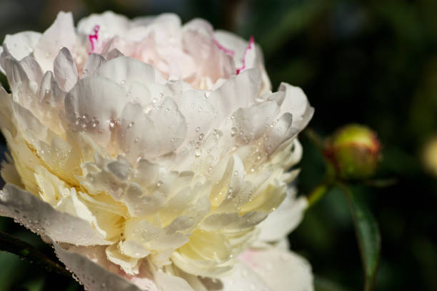 istock White Peony pink close-up 1133392514