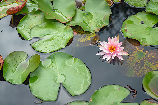 The water lily which blooms in the pond