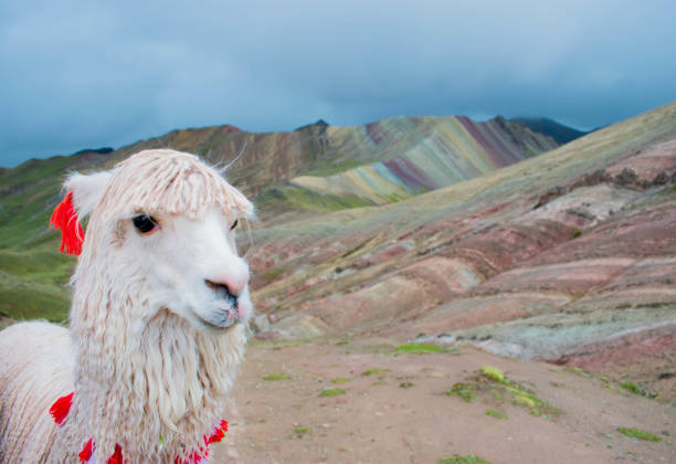 istock Alpaka looking at camera in Rainbow Mountain, Vinicunca, Peru, 02/09/2019 1133394082