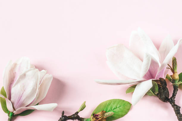 una bella magnolia in fiore sullo sfondo rosa, vista dall'alto con spazio di copia - sweet magnolia magnolia flowers plants foto e immagini stock