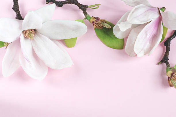 a beautiful blooming magnolia on the pink background - plant white magnolia tulip tree imagens e fotografias de stock