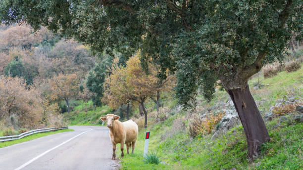 istock Cow along the road 1133394863