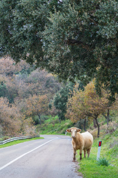 istock Cow along the road 1133395208