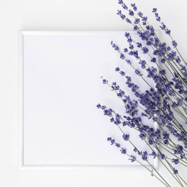 istock Lavender flowers and frame and space for text on white table. Top view. 1133395461