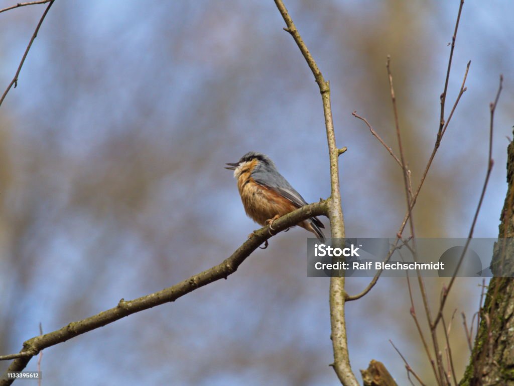 Singing chirping Kleiber The Kleiber is very callous and loud, so he is usually the first to notice his voice. Birdsong Stock Photo