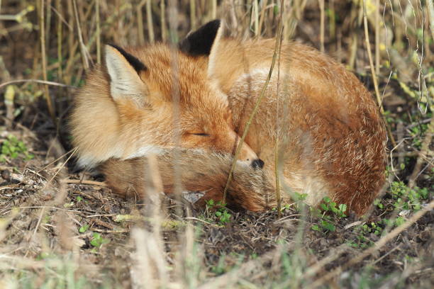 istock Good night, the fox sleeps rolled up and dreams 1133395643