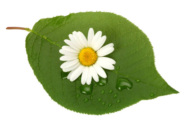 green leaf with chamomile and drops on white background