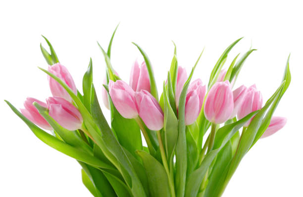 istock purple tulips isolated on white background 1133397692