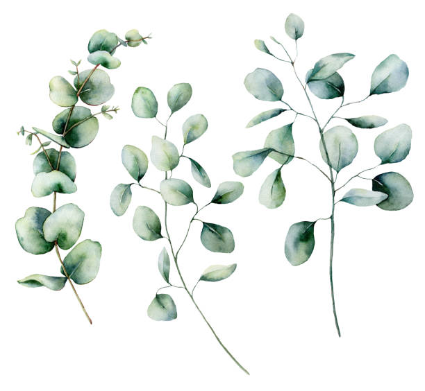 istock Watercolor eucalyptus set. Hand painted baby, seeded and silver dollar eucalyptus branch isolated on white background. Floral illustration for design, print, fabric or background. 1133397775