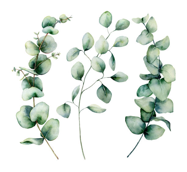 istock Watercolor silver dollar eucalyptus set. Hand painted baby, seeded and silver dollar eucalyptus branch isolated on white background. Floral illustration for design, print, fabric or background. 1133397794
