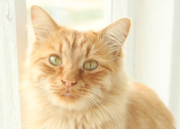 istock Cute little red ginger cat watching you 1133397849
