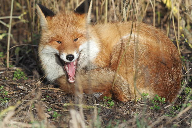 istock Tired fox, yawn and has rolled in 1133398098
