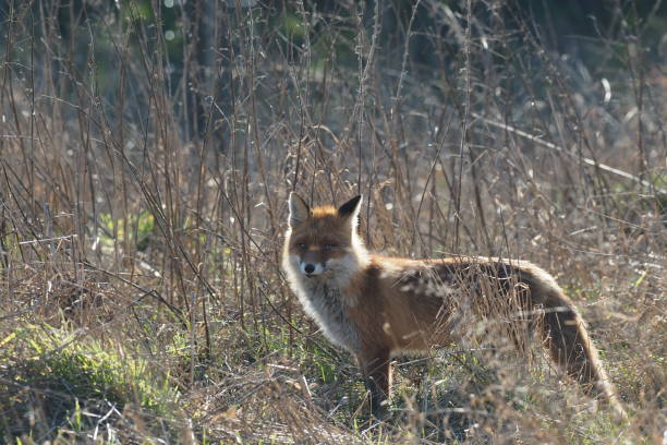 istock In the tall grass of the fox 1133398755