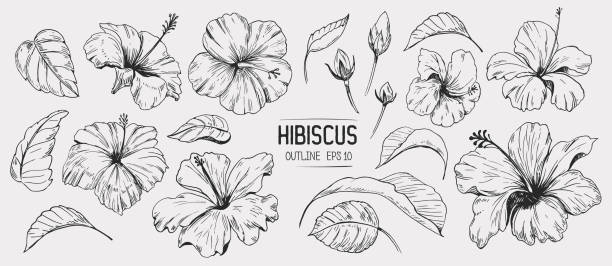 цветок гибискуса. набор нарисованной вручную иллюстрации. векторный контур. изолированный - hibiscus stock illustrations