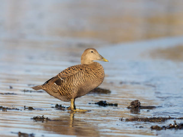 istock Common Eider duck, Somateria mollissima 1133399071