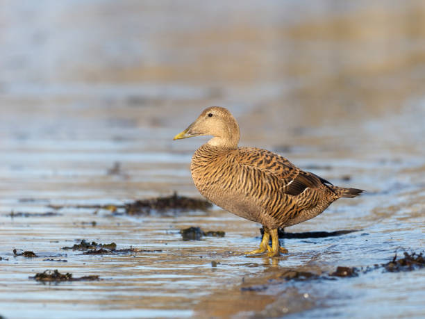 istock Common Eider duck, Somateria mollissima 1133399073