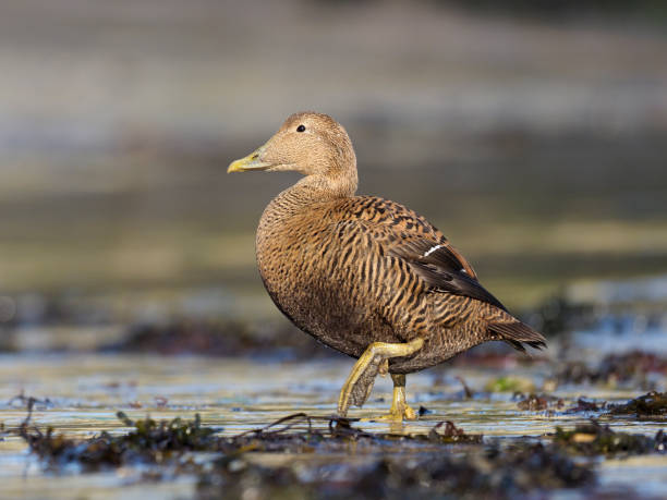 istock Common Eider duck, Somateria mollissima 1133399349