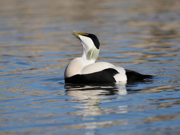 istock Common Eider duck, Somateria mollissima 1133399366