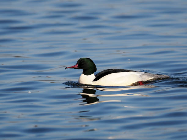 istock Goosander, Mergus merganser 1133399382