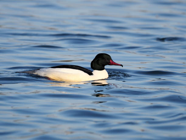 istock Goosander, Mergus merganser 1133399388