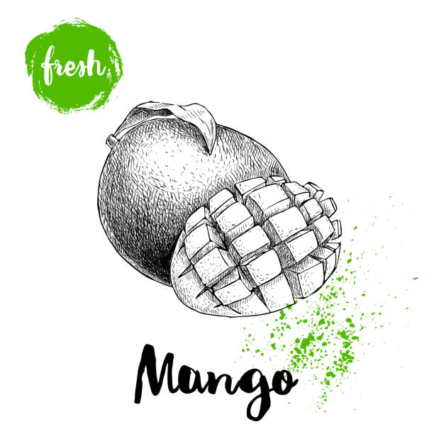 Mango fruits sketch style vector illustration. Hand drawn poster. Exotic fruits composition with leaves and cube slice. Retro illustration isolated on white background. Mango fruits sketch style vector illustration. Hand drawn poster. Exotic fruits composition with leaves and cube slice. Retro illustration isolated on white background. EPS10+ JPEG preview. mango fruit drawing stock illustrations