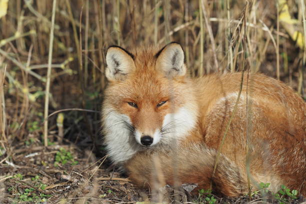 istock Good night says the fox, vulpes vulpes 1133400297