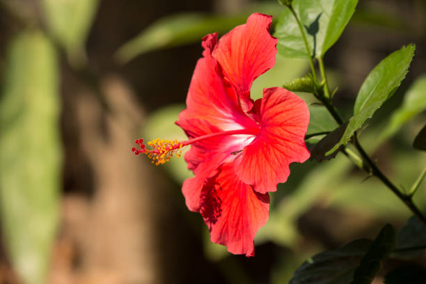 istock Close up of red Hibiscus rosa-sinensis 1133400349