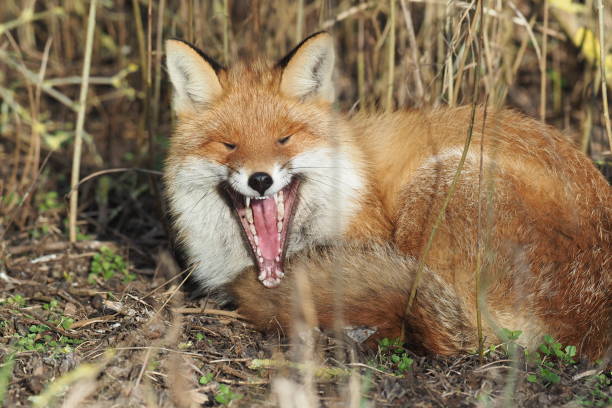 Sharp teeth at red fox, he yawns with fatigue The fox has its teeth, zahnarzt stock pictures, royalty-free photos & images