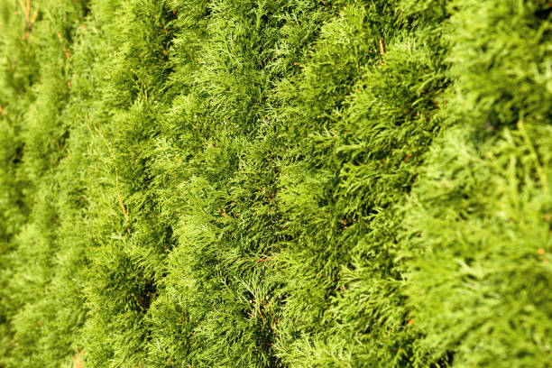 istock Green fence of thuja trees close-up 1133402065