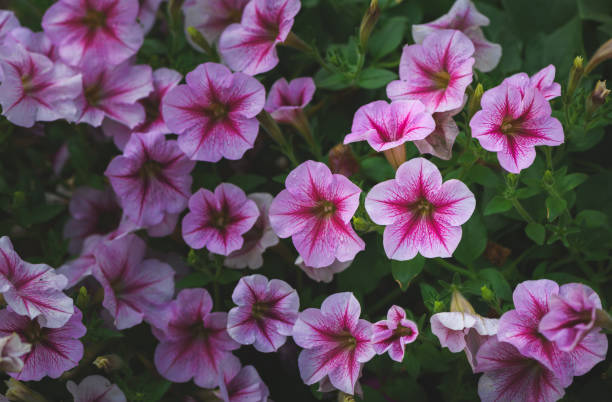 istock Beautiful pink petunia flower on top view, 1133402187