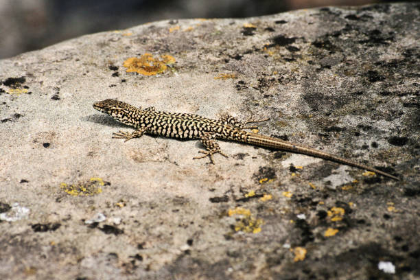 istock A picture of a lizard 1133402249