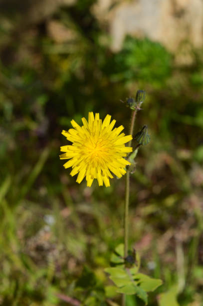 istock Close-up of Common Sowthistle Flowers, Nature, Macro 1133402429