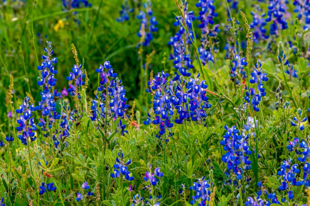 istock Various Texas Wildflowers in a Texas Pasture 1133402457